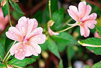 《星刃》首发表现强势 24小时销量可能超过了100万